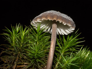 Pilz im Moos vor schwarzen Hintergrund freigestellt.