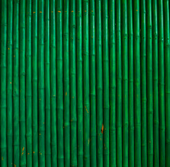 The bamboo green lined the scene regularly, Green bamboo fence texture panorama, background bamboo green.