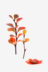 Red orange leaves on a tree on a white background