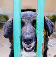 Sad dog in a shelter