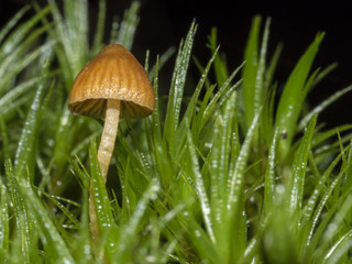 Kleiner gelber  Pilz im Moos vor schwarzen Hintergrund.