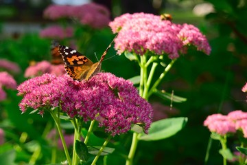 Flowers Butterflies and Bees Collection