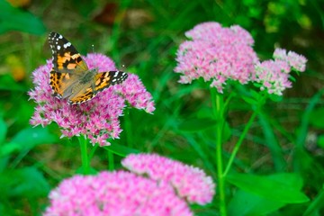 Flowers Butterflies and Bees Collection