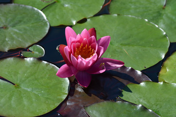 Water Lily