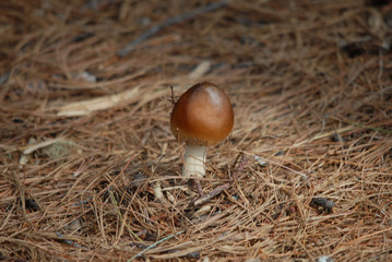 wild mushroom in pine needles in maine backwoods