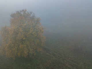 Fototapeta na wymiar Aerial view of tree in fog