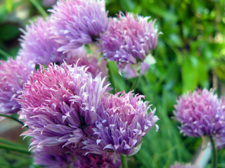 Chive Flowers