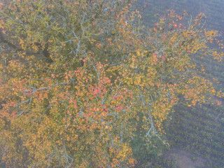 Aerial view of tree in fog
