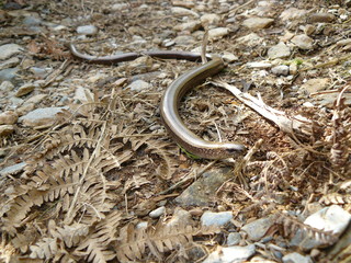 Fototapeta premium Slow Worm