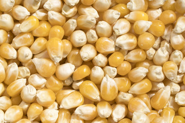 Closeup view and pattern of some grains of maize