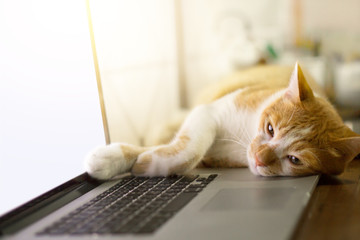 Cat sleeping over a laptop on wooden desk with sunrise background