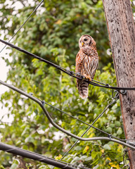 A barred owl rests atop a powerline in Austin, Texas.