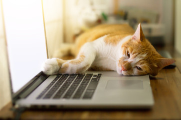 Cat sleeping over a laptop on wooden desk with sunrise background