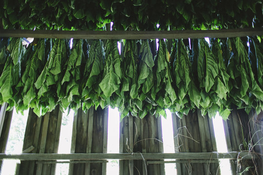 Tobacco Barn