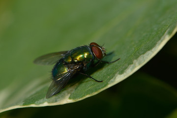 Fliege sitzt auf einem Blatt