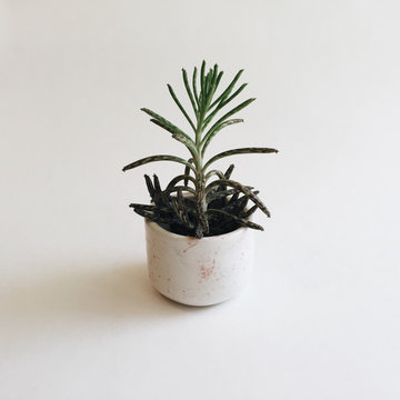 Handmade speckled pottery succulent planters on white background