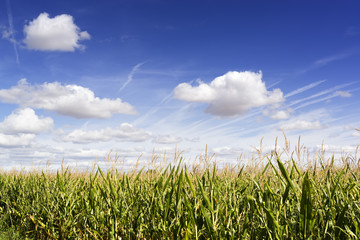 corn field plantation with corncobs  © GDM photo and video