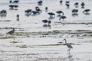 Great White Egret walking in front of a flock of Brent Geese (Branta bernicla) feeding in the mud flats of the Thames Estuary near Southend on Sea, Essex