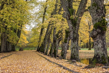 Fototapeta na wymiar Alley in the park during the golden Autumn. Sigulda