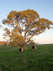 Hereford cows near an iron bark tree in the afternoon