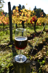 Vin et vignoble 