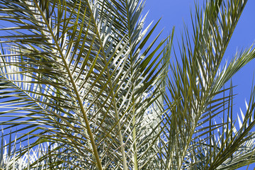 Green palm tree leaves perspective view from the floor high up. Turkey