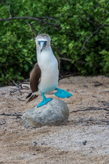 Blue footed booby on North Seymour Island, Galapagos. The male perches on a rock to attract the attention of the female