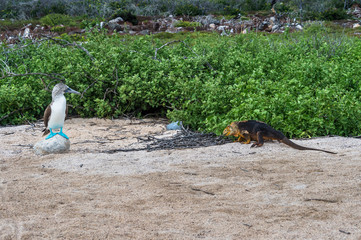 Blue footed booby watches a land iguanaon North Seymour Island, Galapagos.