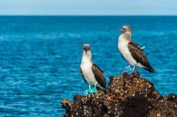 Blue footed booby in Elizabeth Bay, Isabela Island, Galapagos. Space for text