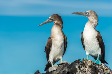 Fototapeta na wymiar Blue footed booby in Elizabeth Bay, Isabela Island, Galapagos. Space for text