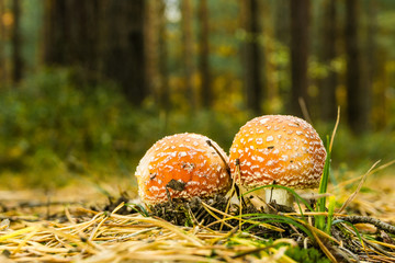 Two small red spotted toadstools grow on the pathway covered by needles
