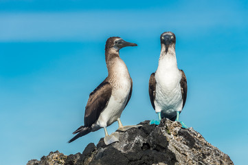 Blue footed booby in Elizabeth Bay, Isabela Island, Galapagos. Foot pigmentation intensity is used by the female to pick a healthy male for mating.