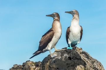 Fototapeta na wymiar Blue footed booby in Elizabeth Bay, Isabela Island, Galapagos. Foot pigmentation intensity is used by the female to pick a healthy male for mating.