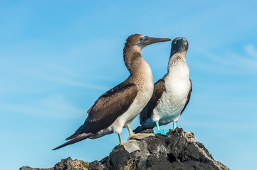 Blue footed booby in Elizabeth Bay, Isabela Island, Galapagos. Foot pigmentation intensity is used by the female to pick a healthy male for mating.