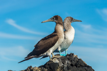 Fototapeta na wymiar Blue footed booby in Elizabeth Bay, Isabela Island, Galapagos. Foot pigmentation intensity is used by the female to pick a healthy male for mating.