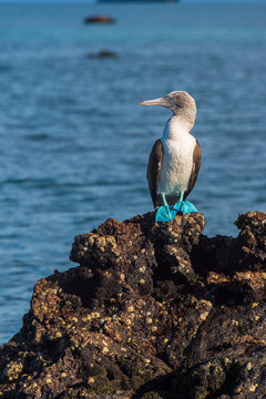 Blue footed booby in Elizabeth Bay, Isabela Island, Galapagos. The intensity of the pigmentation of the feet is used by the female to pick the healthiest male for mating.