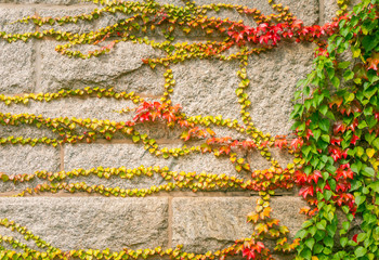 Fall color ivy on stone wall