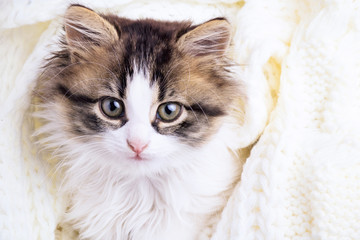 portrait of a small kitten in a white knitted plaid