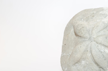 versteinerter seeigel weiss