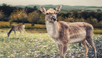 Close up on deer on the glade, autumn