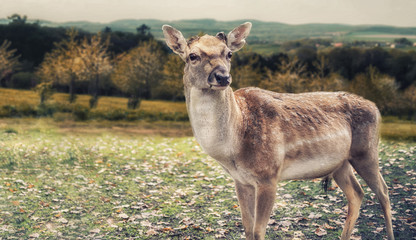 Close up on deer on the glade, autumn