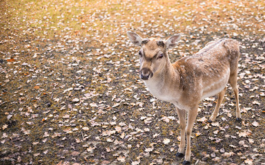 Close up on deer on the glade, autumn