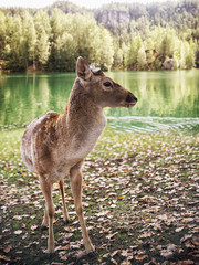 Close up on deer on the glade, autumn