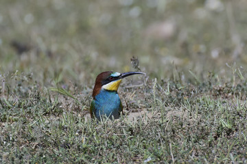 European bee-eater (Merops apiaster)