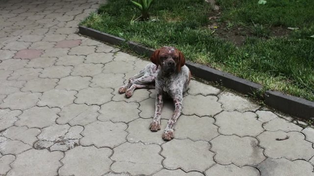 Homeless, sickly dog without wool with a skin disease, called lichen, lies on the street and looks at passers-by