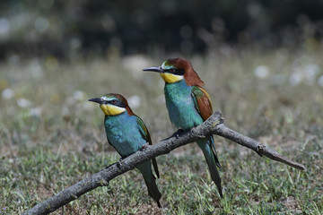 European bee-eater (Merops apiaster)