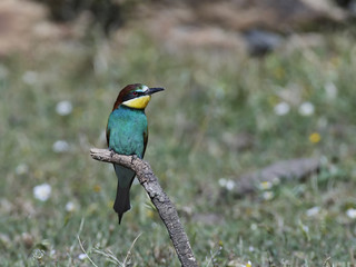 European bee-eater (Merops apiaster)
