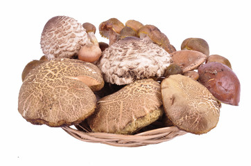 forest mushrooms in wicker plate on white background