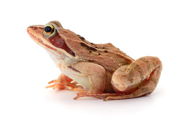 Brown frog isolated.