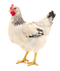White hen isolated.